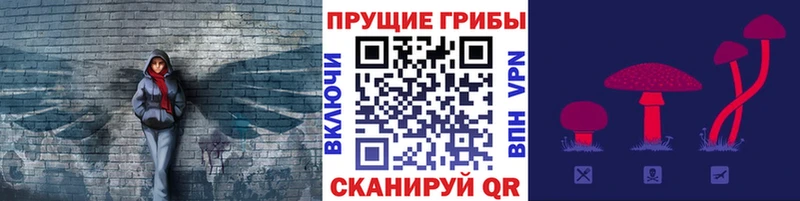 Купить  Пошехонье  Псилоцибиновые грибы Psilocybine cubensis 